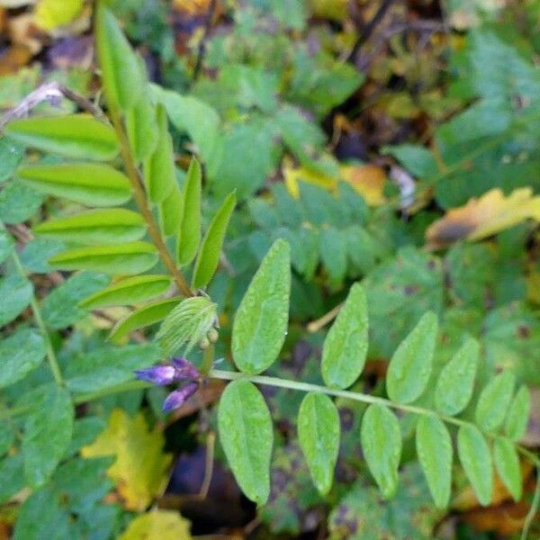 Vicia sepium Leaf
