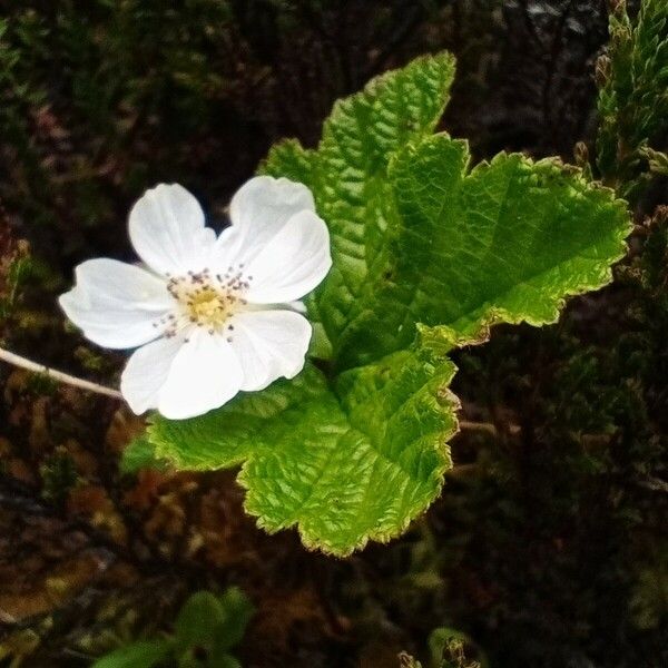 Rubus chamaemorus Blüte