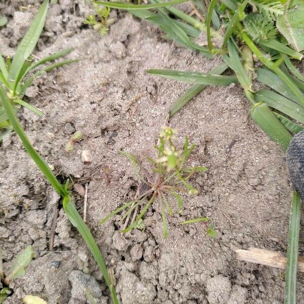 Ranunculus minimus Blad