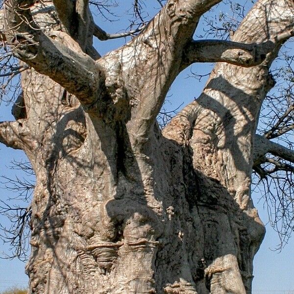 Adansonia digitata बार्क (छाल)