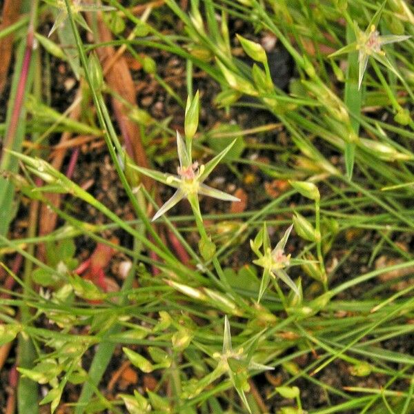 Juncus bufonius Blüte