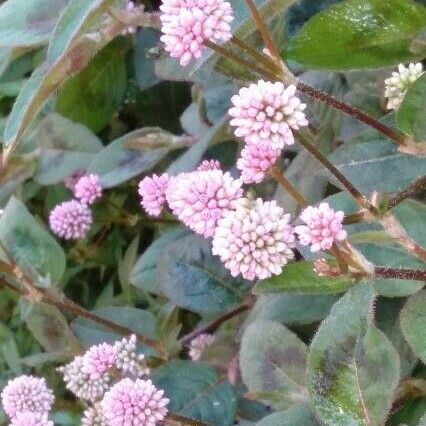 Persicaria capitata 花