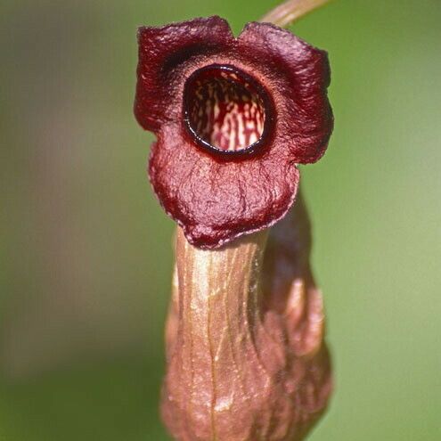 Aristolochia manshuriensis Квітка
