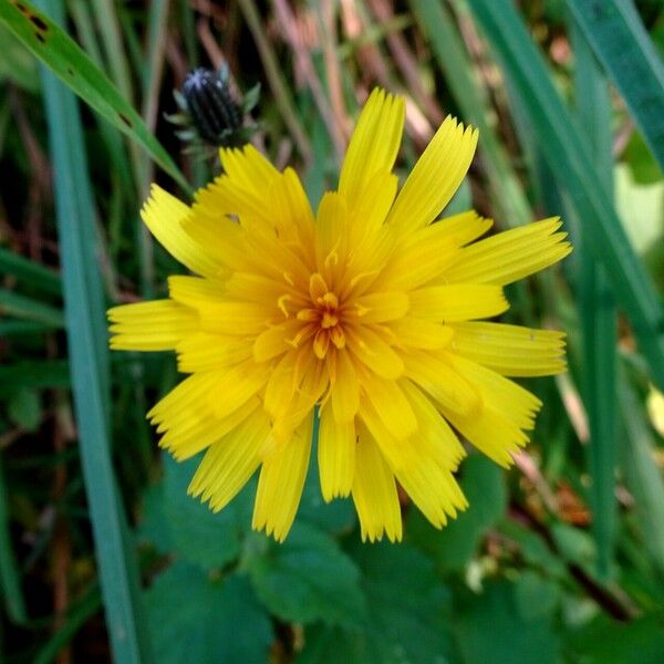 Picris hieracioides Floare