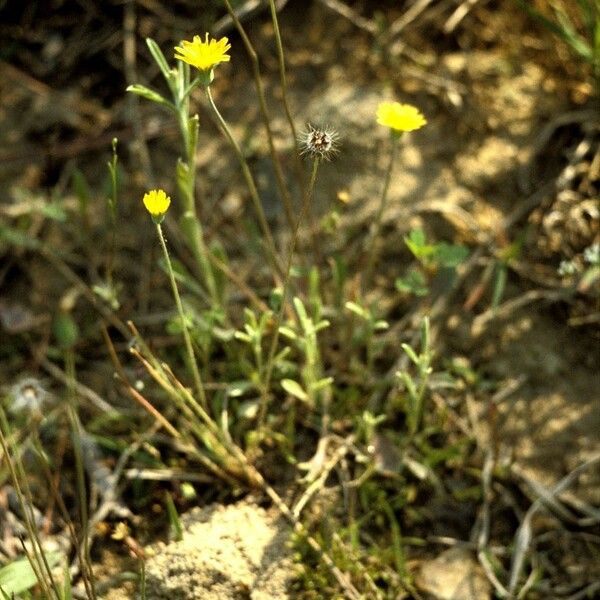 Krigia virginica عادت