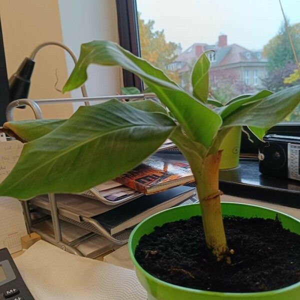 Musa acuminata Fuelha