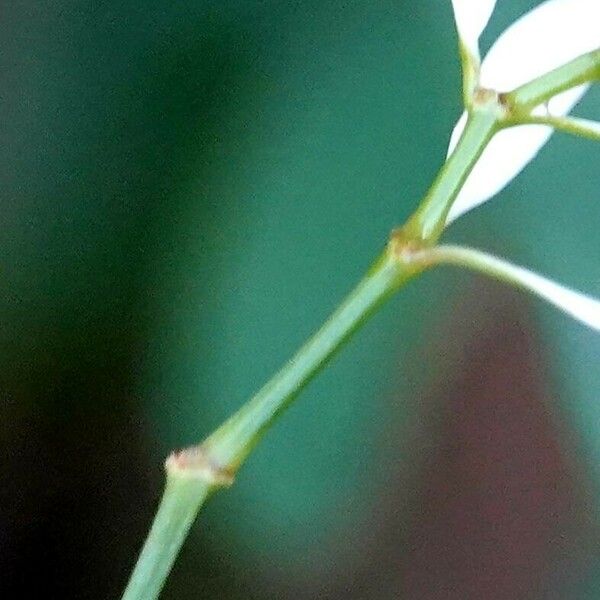 Euphorbia hypericifolia Kôra