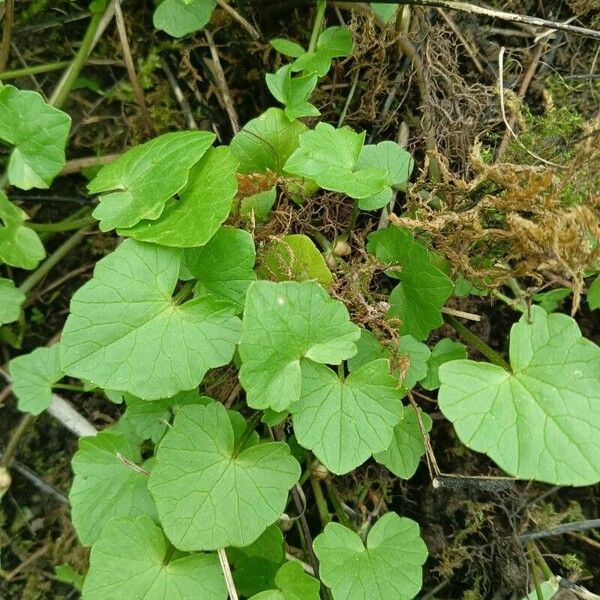 Ficaria verna Lapas