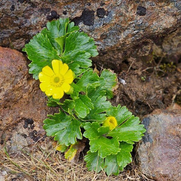 Ranunculus creticus Flower