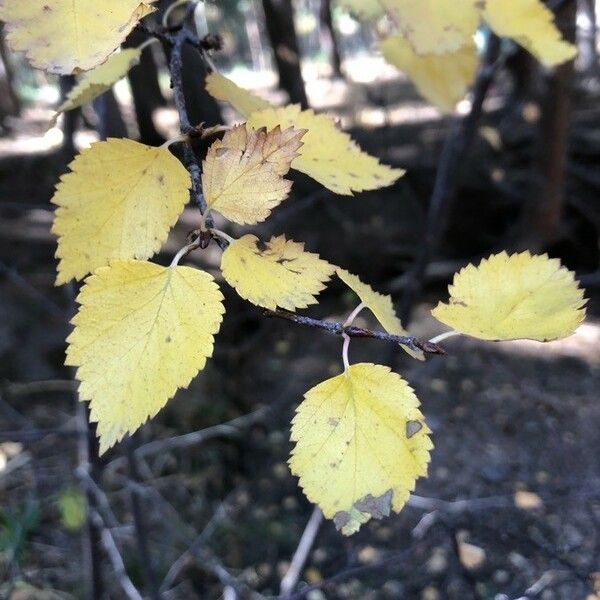 Betula occidentalis ഇല