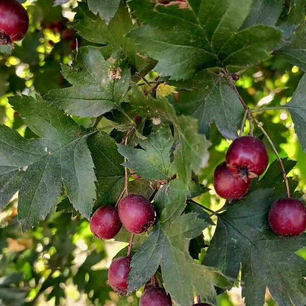 Crataegus laevigata Fruit