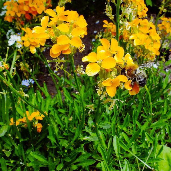 Erysimum odoratum Habit