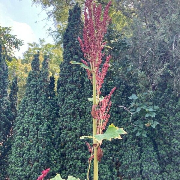 Rheum palmatum Virág