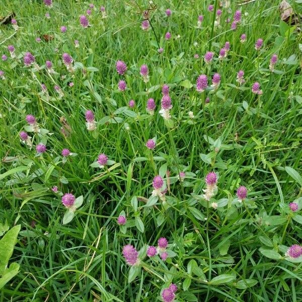 Gomphrena globosa Flower