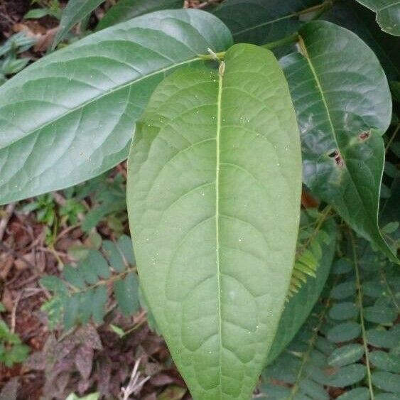 Piper arboreum Frunză