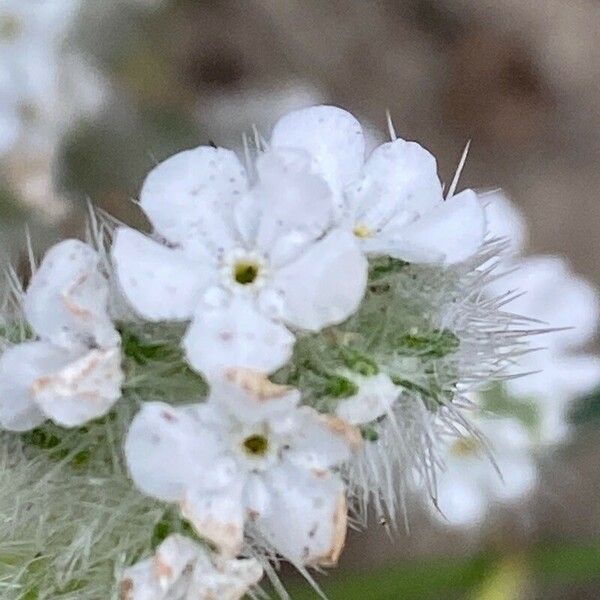 Cryptantha clevelandii പുഷ്പം