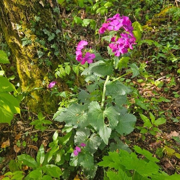 Lunaria annua Kwiat