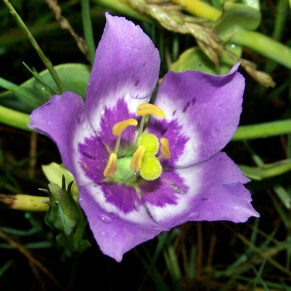 Eustoma exaltatum 花