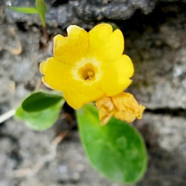 Primula auricula Flors