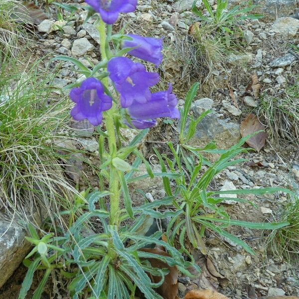 Campanula speciosa Žievė