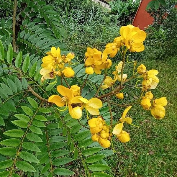 Senna spectabilis Virág