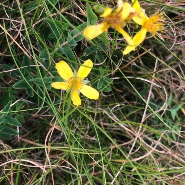 Hypericum richeri Blodyn