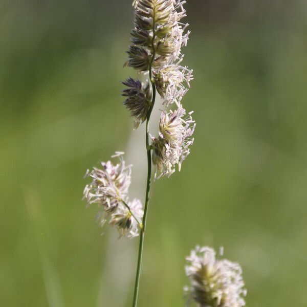 Dactylis glomerata Flower