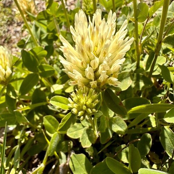 Trifolium ochroleucon Кветка