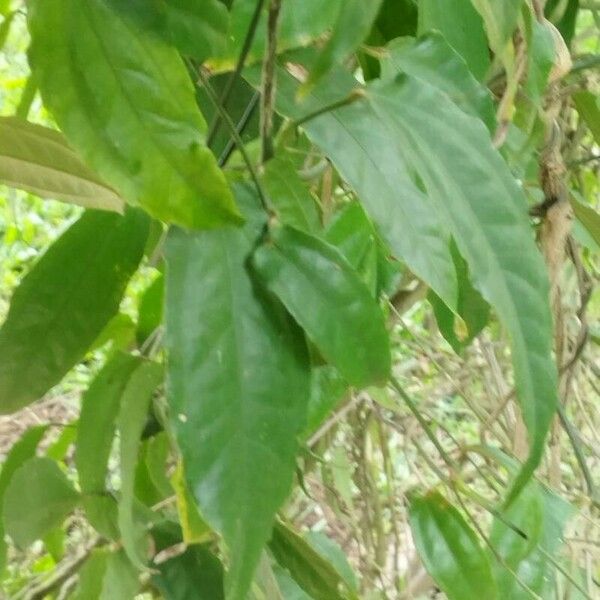 Thunbergia mysorensis Leaf