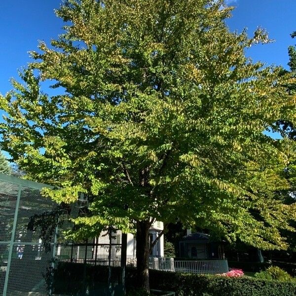 Cercidiphyllum japonicum Celota