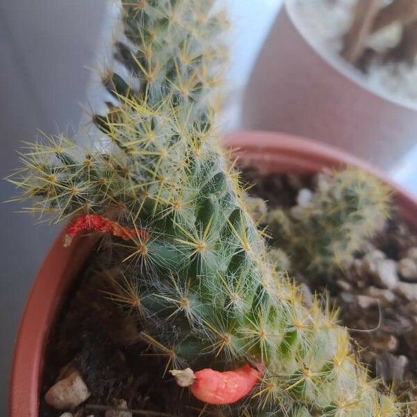 Mammillaria prolifera Flors