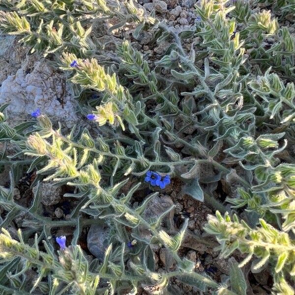 Alkanna tinctoria Flower