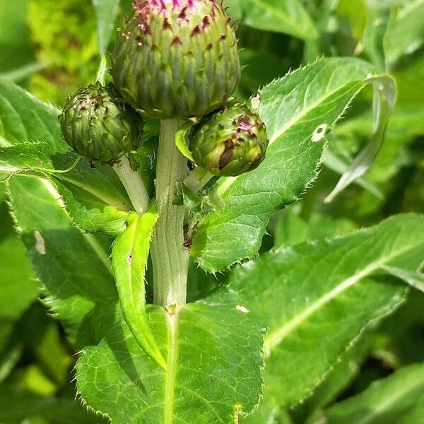 Cirsium heterophyllum Flower