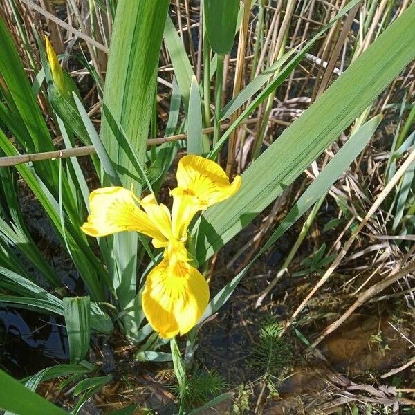 Iris pseudacorus Deilen