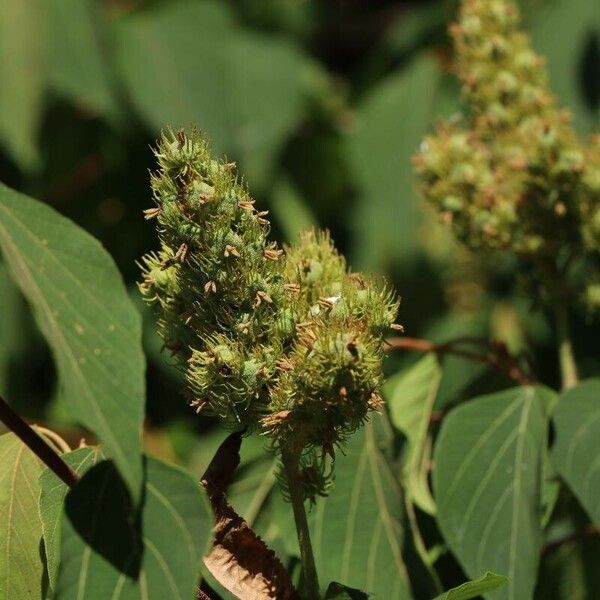 Mallotus japonicus Flower