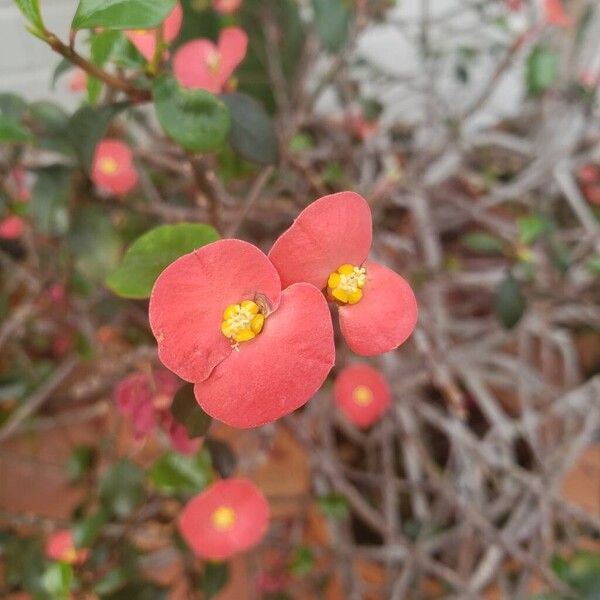 Euphorbia geroldii Květ