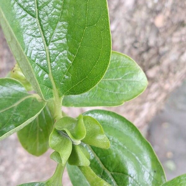 Diospyros kaki Flower