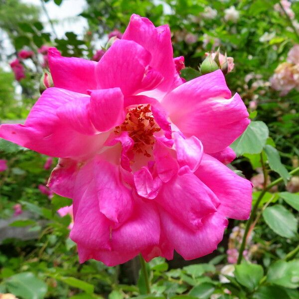 Rosa chinensis Flor