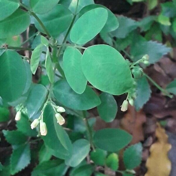 Oxalis barrelieri Blomma