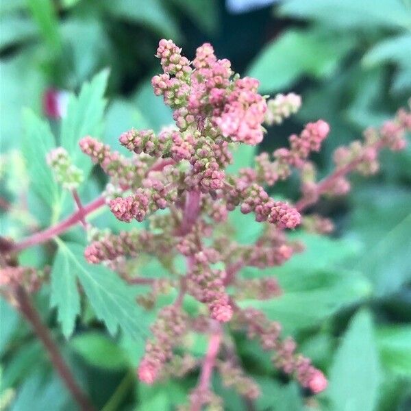 Astilbe japonica Frucht