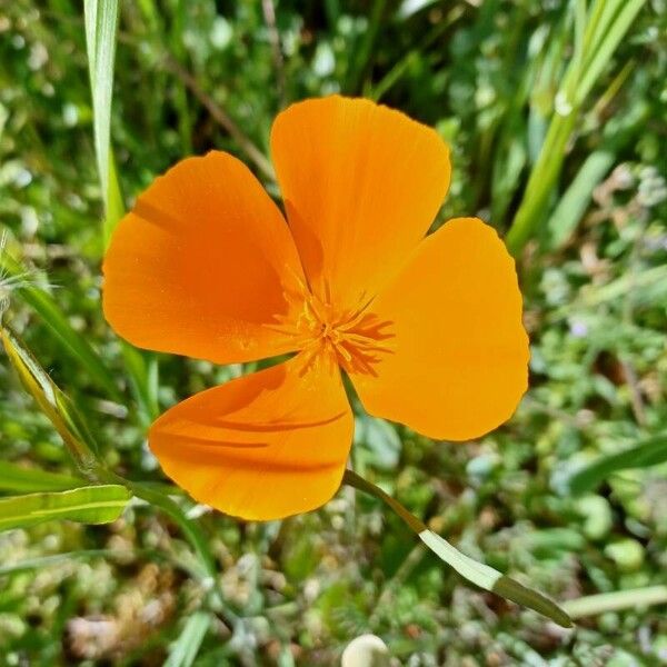 Eschscholzia caespitosa Flower