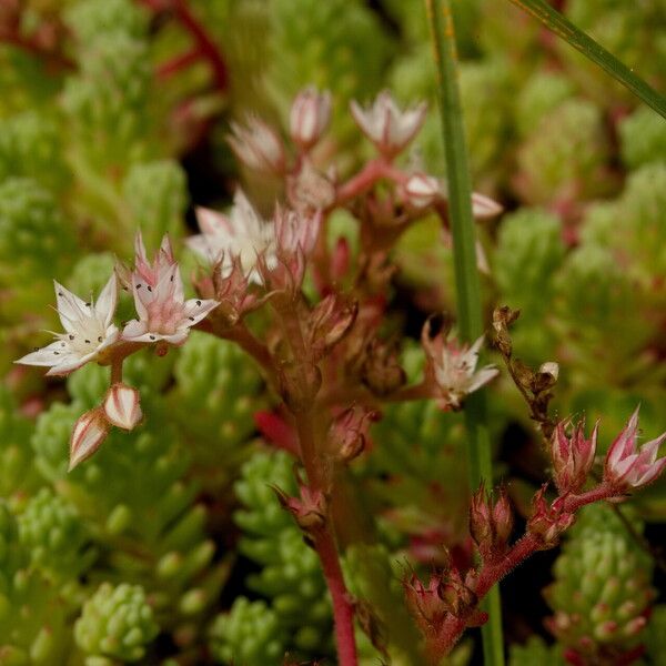 Sedum hispanicum Blomst