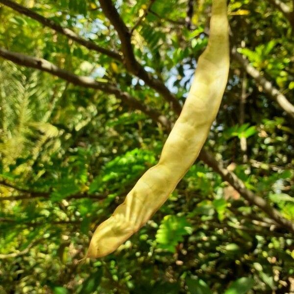 Gleditsia triacanthos Frucht