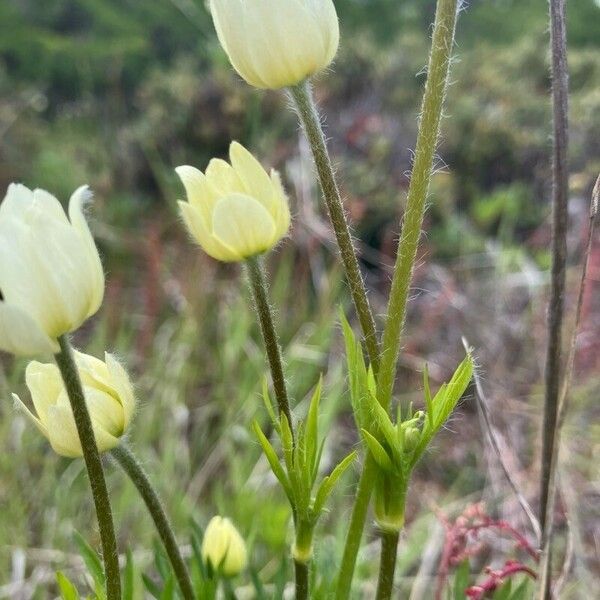 Anemone multifida Kwiat