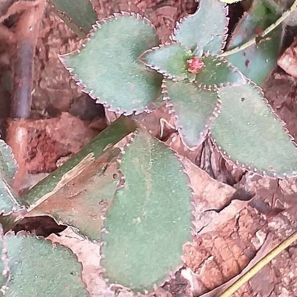 Kalanchoe lateritia Alkat (teljes növény)