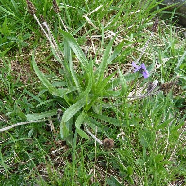 Plantago alpina Leaf