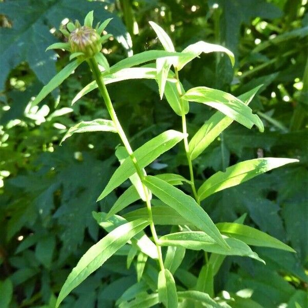 Pentanema salicinum Leaf