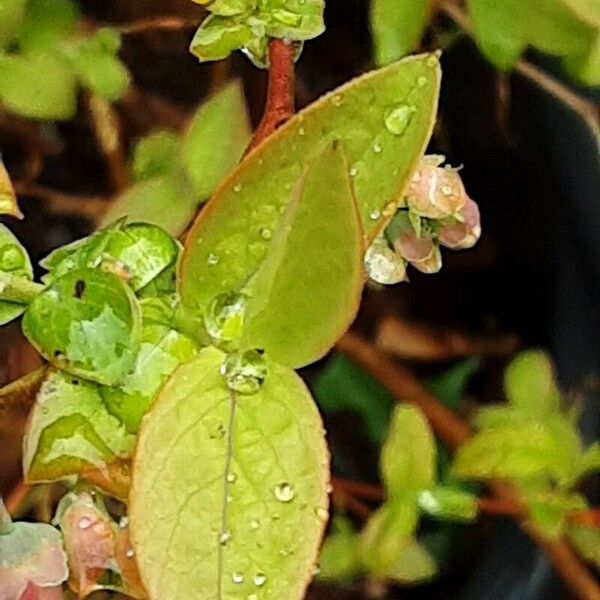 Vaccinium corymbosum Leaf