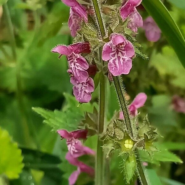 Stachys sylvatica Blomma