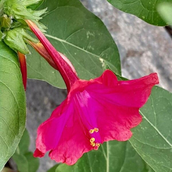 Mirabilis jalapa Õis